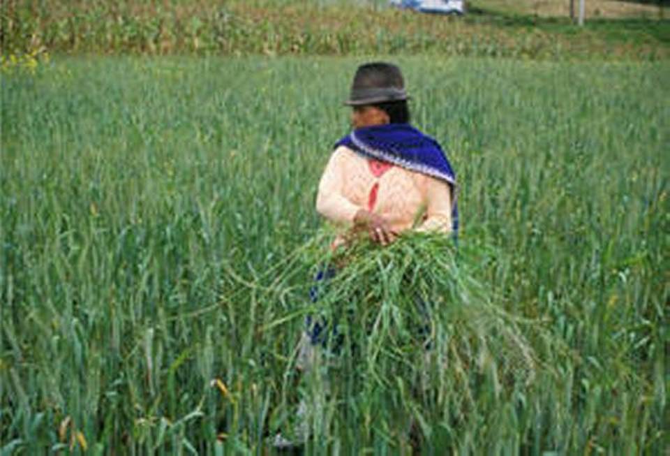 Woman farmer in Ecuador